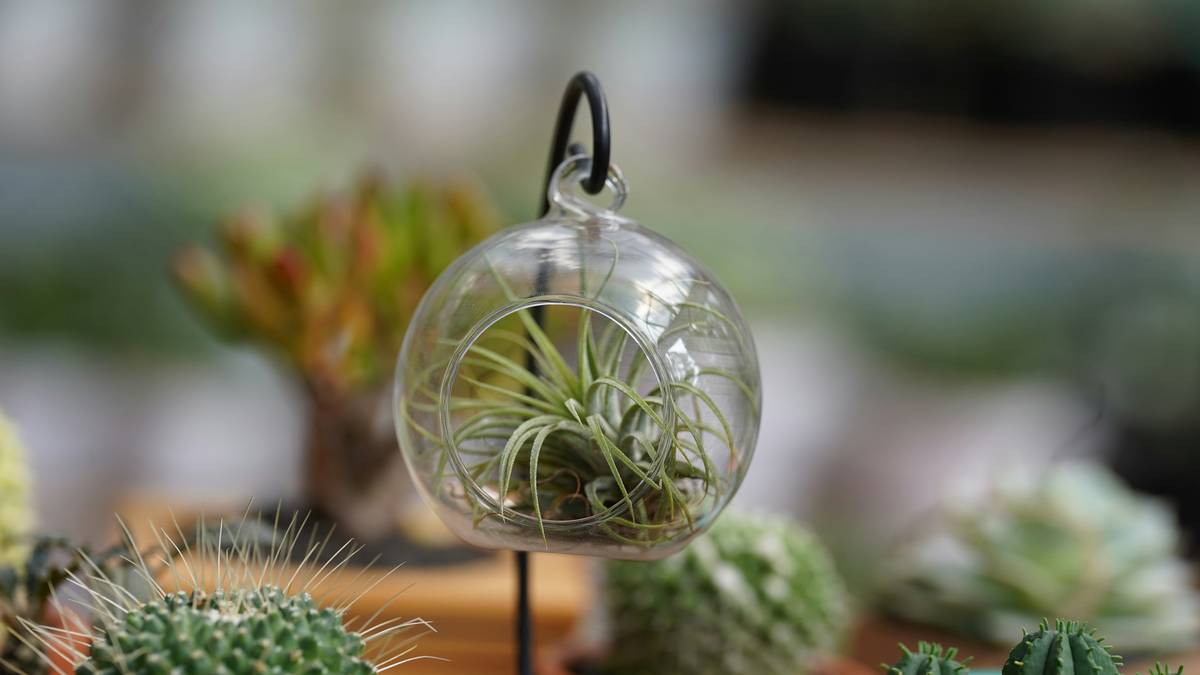 Vertical terrarium nearby inside a living room wall-mounted frame with healthy ferns and moss