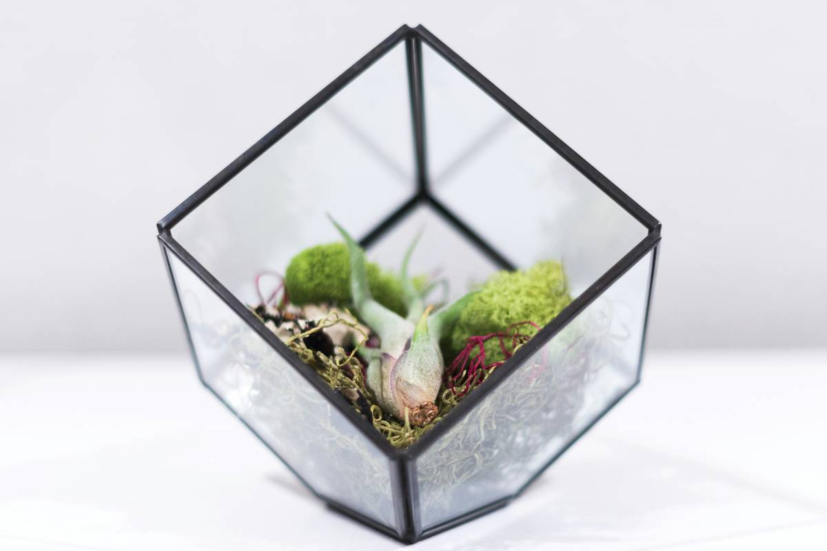 Glass terrariums home depot display with moss, small ferns, and pebbles inside a clear container