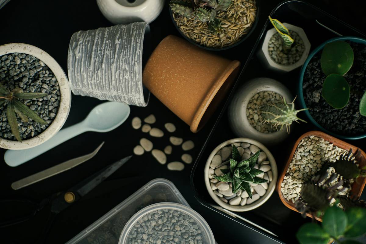 Terrariums Home Depot: 7 Proven Tips to Avoid Costly Mistakes